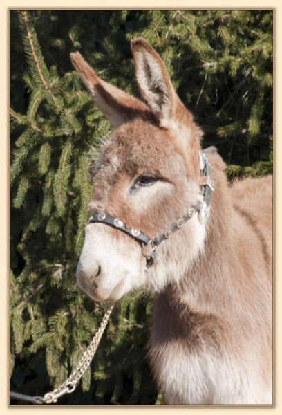 BAF Miss Moneypenny, red miniature donkey jennet for sale at Half Ass Acres