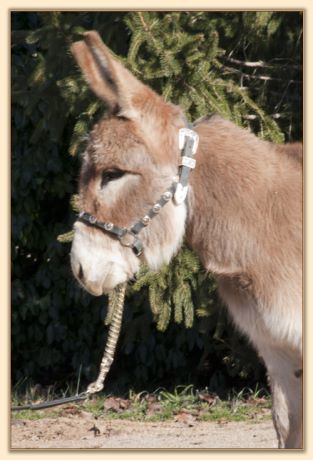 BAF Miss Moneypenny, red miniature donkey jennet for sale at Half Ass Acres