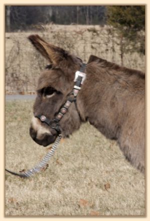 Parkway Farms Willow, gray-dun miniature donkey jennet for sale at Half Ass Acres