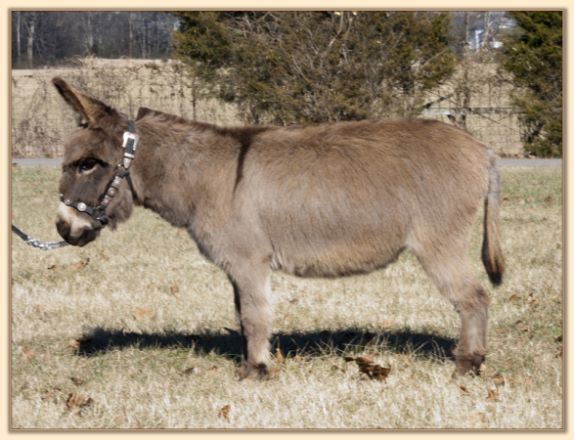 Parkway Farms Willow, gray-dun miniature donkey jennet for sale at Half Ass Acres