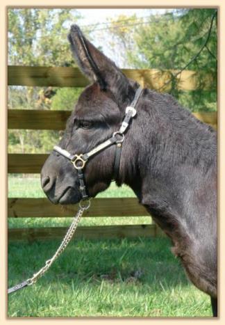 Sunset Acres Junebug