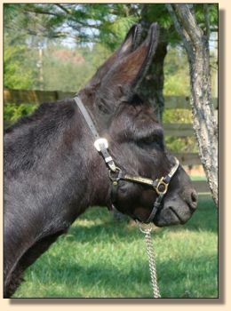 Sunset Acres Junebug
