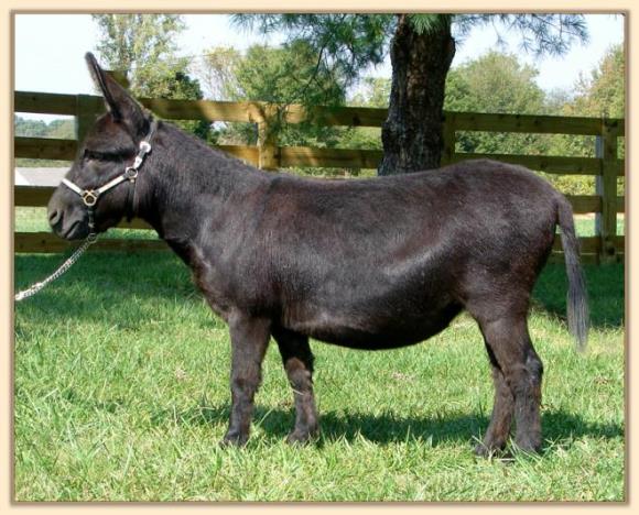Sunset Acres Junebug