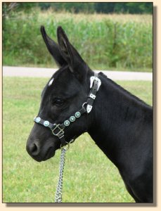 Itsy Bitsy Stardance