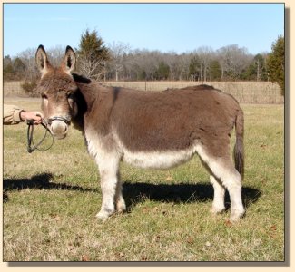 Click photo of miniature donkey to enlarge image