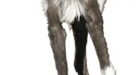 Welcome to HAA Miniature DonkeyFarm!!