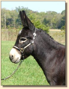 Click photo of miniature donkey to enlarge image