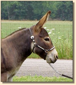 Pine Grove Farm Peppercorn Jack