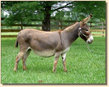 Click photo of miniature donkey to enlarge image