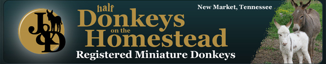 Half Donkeys on the Homestead
