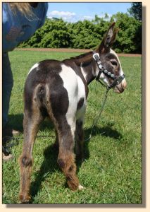 Pony-Tail on June 30th, 2008