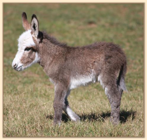 HHAA About Face, masked spot jack with apron face  born at Half Ass Acres Miniature Donkeys