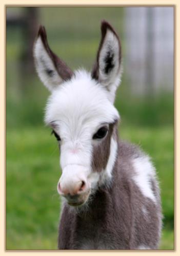 HHAA Justified, dark spotted miniature donkey jack