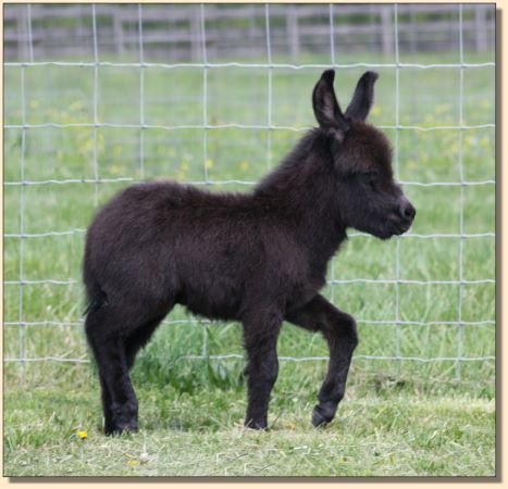 HHAA Sweet Envy, first foal of the season born at Half Ass Acres