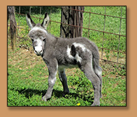 Dee's Spotted Miniature Donkey Jack