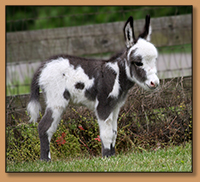 Dee's Macho Much, Dark Spotted Miniature Donkey Jack.