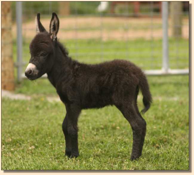 Miniature donkeys, HHAA Boy Toy