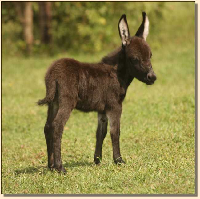 Miniature Donkey for sale, Doll House, at Half Ass Acres.