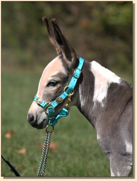 HHAA Cool Beans (Beanie), spotted herd sire prospect at Half Ass Acres