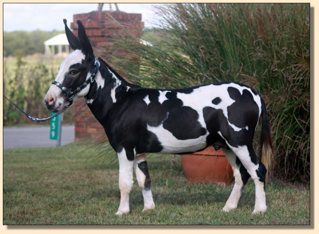 HHAA Goosebumps, black and white herd sire at Half Ass Acres Miniature Donkey Farm.