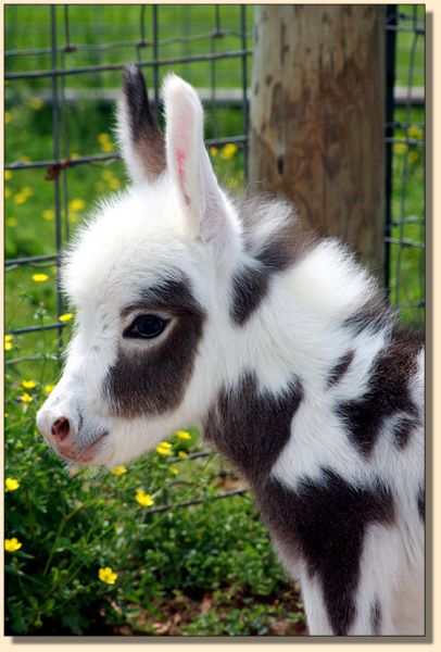 HHAA Rose Tattoo, spotted jennet at Half Ass Acres Miniature Donkeys