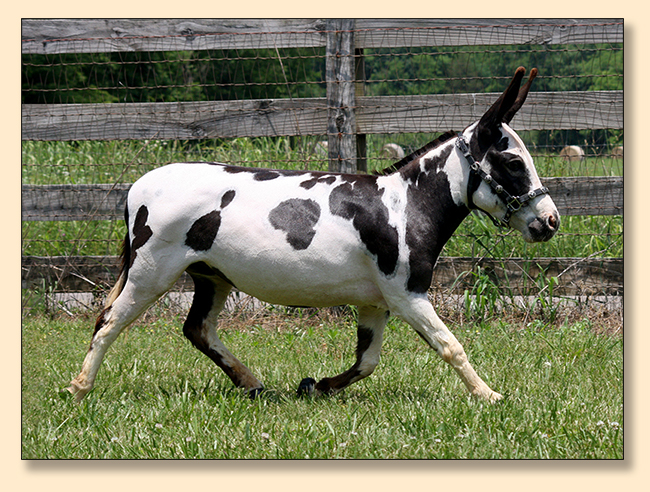 HHAA Kiss on the Lips (Smooch), Black and White Spotted Miniature Donkey Jennet