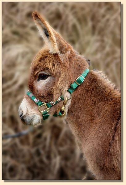 Burns, red miniature donkey gelding for sale just in time for Christmas!