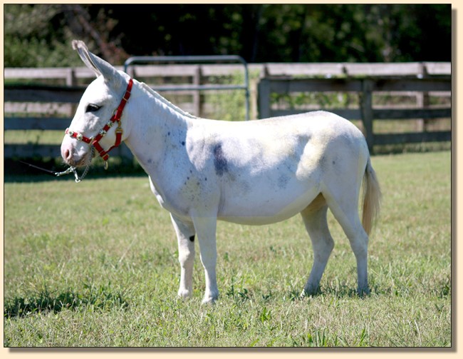 HHAA Little White Lie (Liza), frosted spotted white miniature donkey jennet born at Half Ass Acres.