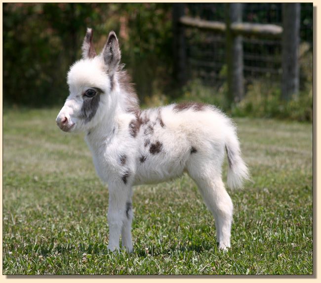 HHAA Mini Mia, tyger spotted jennet born at Half Ass Acres Miniature Donkey Farm in 2019.