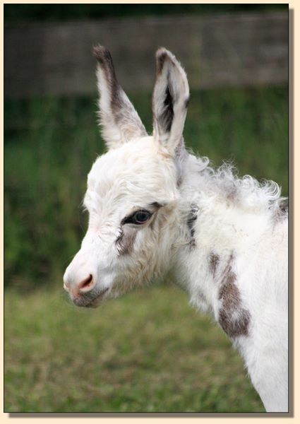 HHAA Happy Hour, spotted miniature donkey for sale at Half Ass Acres