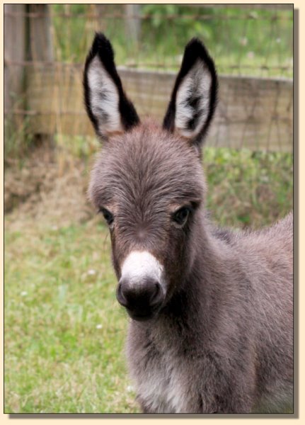 Miniature Donkey For Sale, HHAA Bite the Buller at Half Ass Acres Miniature Donkeys.