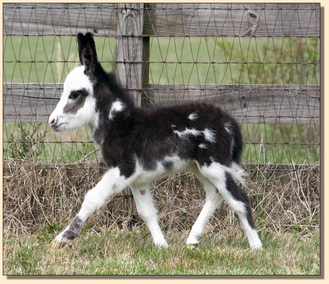 HHAA Billions, black and white spotted miniature donkey jack born at Half Ass Acres Miniature Donkeys in Chapel Hill,  Tennessee.