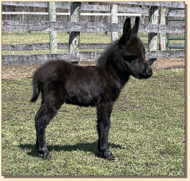 Fairy Tails Farm Prince Charming, black jack for sale.