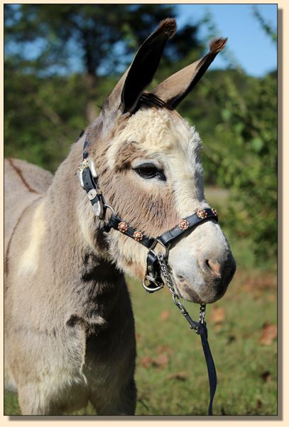 Butters, spotted jennet for sale at Half Ass Acres.