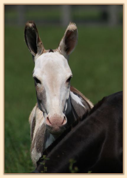 Click photo of spotted miniature donkey to enlarge