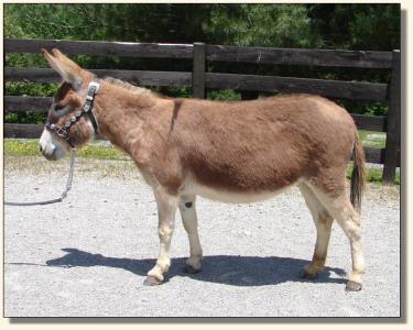 Click photo of miniature donkey to enlarge image