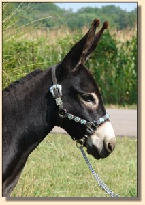 miniature donkey