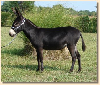 miniature donkey