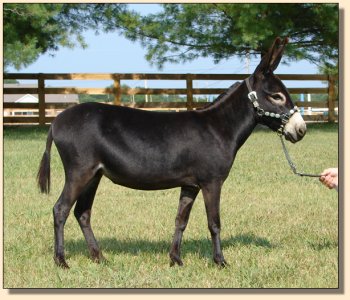 miniature donkey