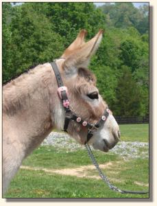 Click photo of miniature donkey to enlarge image