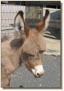 Click photo of miniature donkey to enlarge image