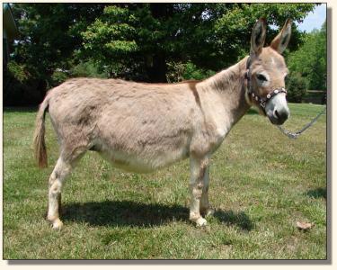 Click photo of miniature donkey to enlarge image