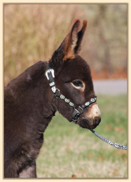 Sweet P Gentleman Jack at five months of age