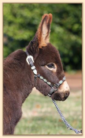 Sweet P Gentleman Jack at five months of age