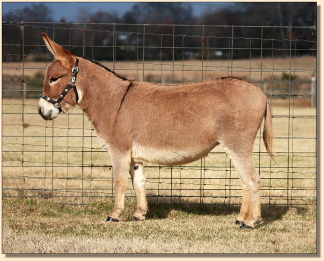 H & V Farm Daisy May, red jennet for sale at Half Ass Acres.