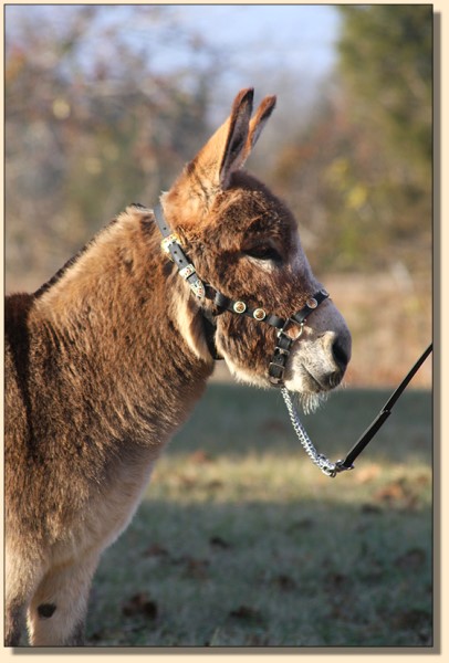 Cyder's Mr. Madison, show miniature donkey gelding for sale.