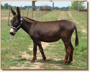 Click photo  of miniature donkey to enlarge imag