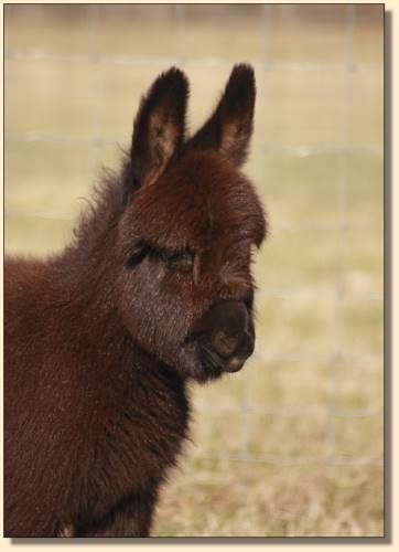 Black Miniature Donkey For Sale