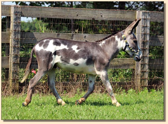 Wee Ones Snips, spotted jack for sale at Half Ass Acres