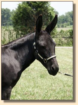 miniature donkey